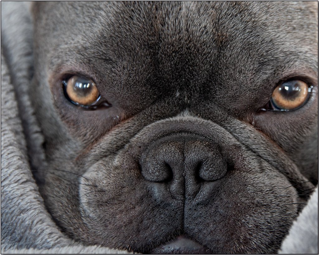 Why So Many Americans Are Choosing This Dog Breed Right Now