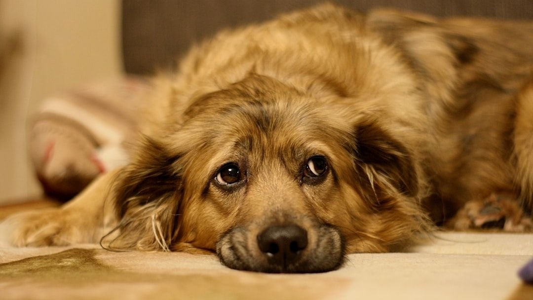 11 Habits That Make Dogs Feel Anxious Over Time