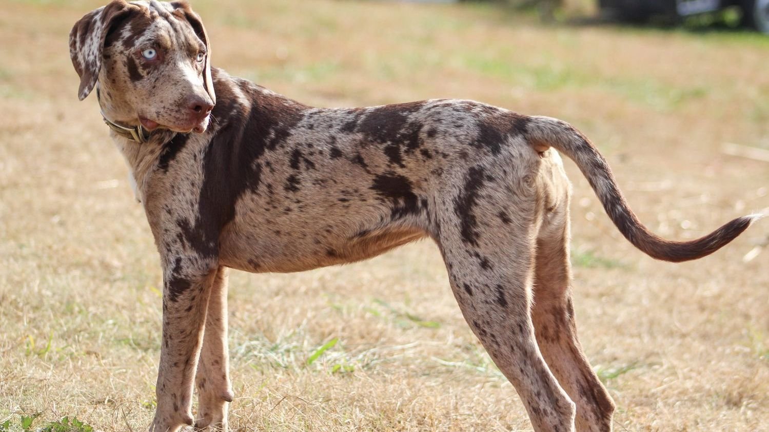 12 Dog Breeds That Handle Heat Best in Texas (And 5 That Struggle)