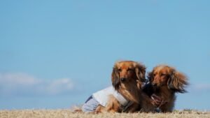 Do Dogs Eat Less in Summer?