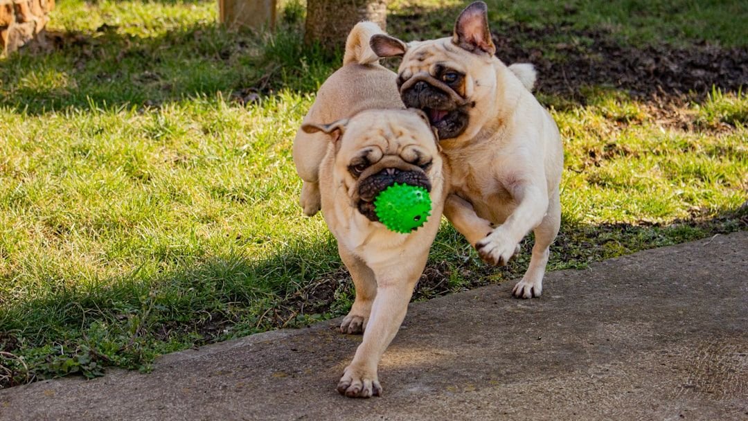 12 Dog Breeds That Crave Attention Constantly (And 6 That Value Independence)