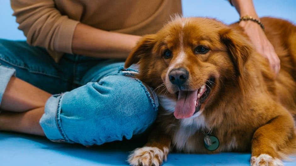 How To Remain Calm When Your Dogs Are Being Destructive