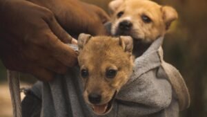 How To Stop A Dog From Excessive Play Biting