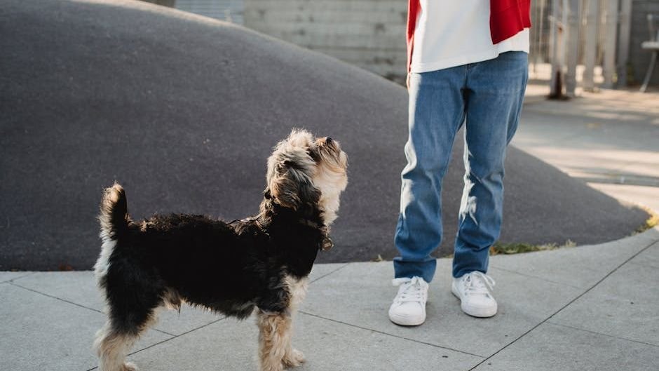 Why Does My Dog Follow Me Everywhere? Understanding Canine Companionship