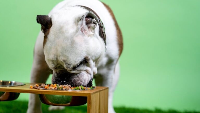 9 Overlooked Signs That Your Dog Might Be Feeling Anxious or Stressed