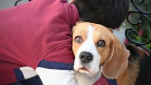 12 Surprising Habits That Prove Your Dog Considers You Family