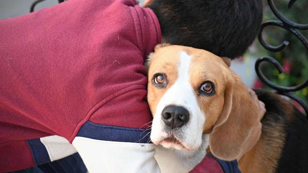 12 Surprising Habits That Prove Your Dog Considers You Family