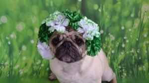 7 Dog Breeds That Are Natural Comedians (And Will Always Make You Smile)