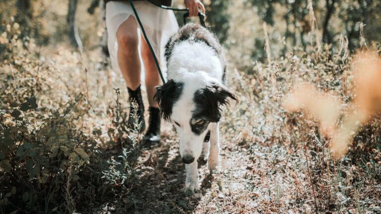 10 Clever Ways to Keep Your Older Dog Mentally Sharp and Engaged