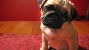 Why Does My Dog Stare at Me So Intently? Unlocking Their Gaze