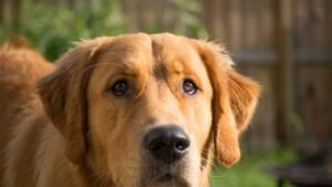 What If Your Dog's 'Bad Habits' Are Actually Good for Them? Unlocking Their Gaze