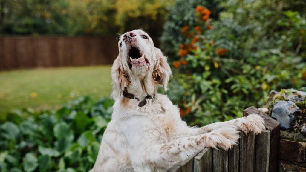 Are You Accidentally Encouraging Your Dog's Naughty Behavior? Unlocking Their Gaze