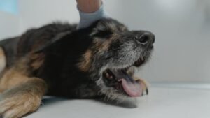 Is Your Dog's Barking a Cry for Attention or Something Else?