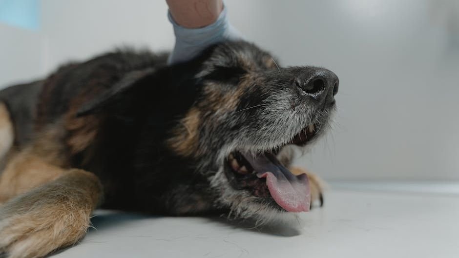 Is Your Dog's Barking a Cry for Attention or Something Else?