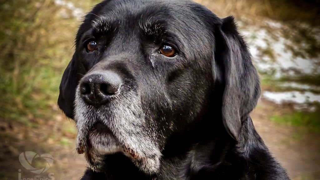 Your Dog's 'Picky Eating' Might Be a Sign of Something Deeper?