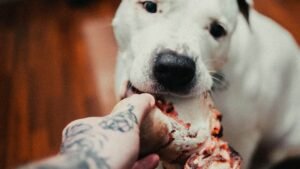 Your Dog's 'Picky Eating' Might Be a Sign of Something Deeper