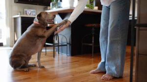 12 Little-Known Ways Your Dog Shows You Unconditional Love Every Day