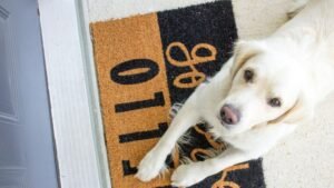 10 Clever Hacks for Keeping Your Home Clean with a Dog (Without Constant Vacuuming)