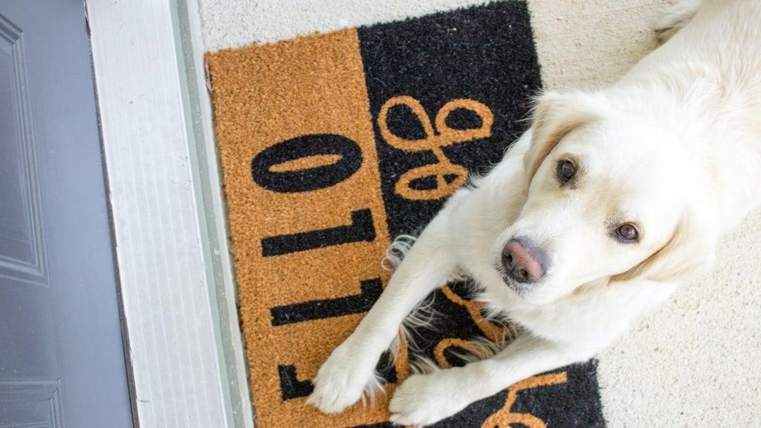 10 Clever Hacks for Keeping Your Home Clean with a Dog (Without Constant Vacuuming)