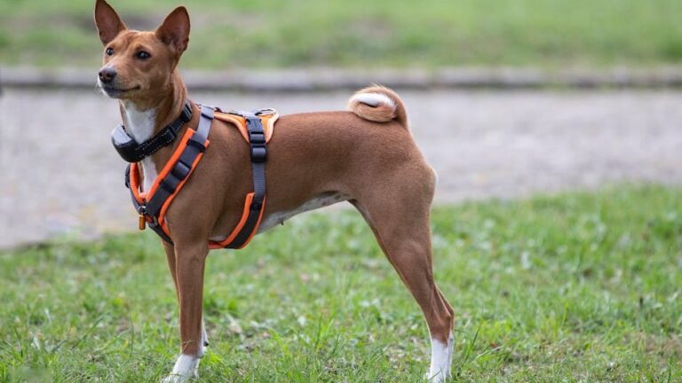 10 Dog Breeds That Thrive in Apartments (Perfect for Downsizing Homeowners)