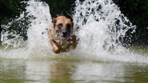 10 Dog Breeds That Just Cannot Handle Heat in Florida (Consider These 5 Instead)