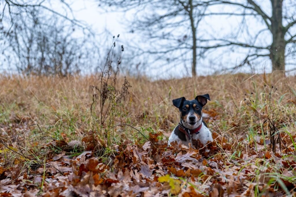 'Don't be guilted into staying for your dog's last breath'