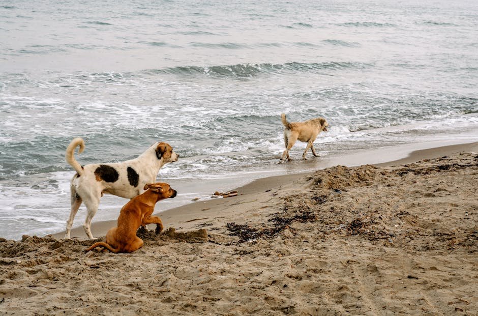 'Horror movie': officials investigate after 21 dead dogs wash up on Washington state shore