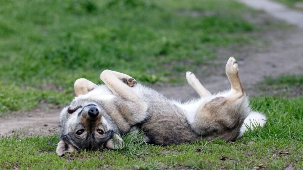 Your Dog's Quirky Habits Are Actually Deeply Rooted in Their Ancient Ancestry