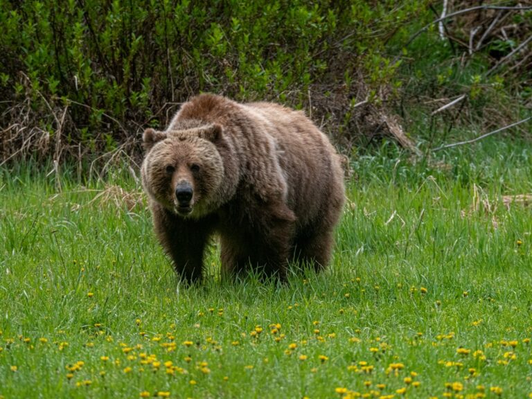Keep your distance from wild animals (and especially bears) this spring
