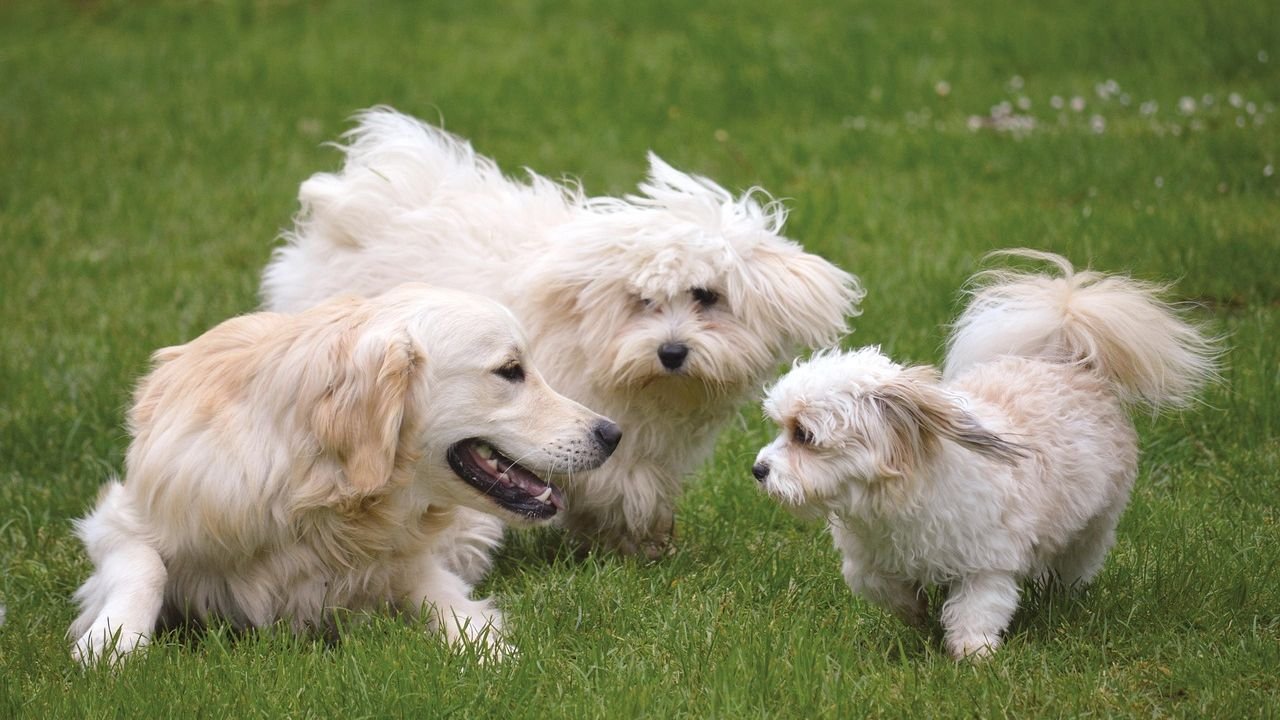 Your Dog's Breed Influences Personality, But Socialization Shapes Character