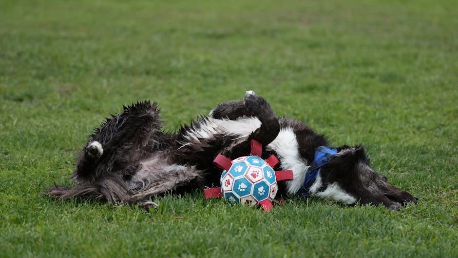 Understanding Your Dog's Body Language: The Key to a Harmonious Household