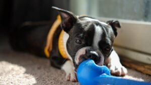 Unlock Your Dog's Hidden Genius: Mental Challenges Every Pup Needs