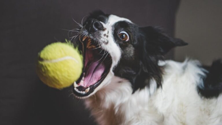 True Dog Happiness Is Reflected in Their Calm Demeanor and Eagerness to Engage with You