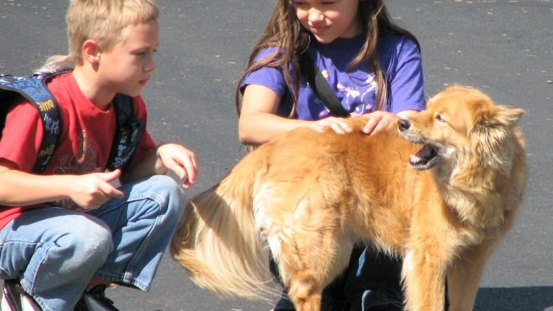 A Wagging Tail Isn't Always Happiness: Decode Your Dog's True Feelings