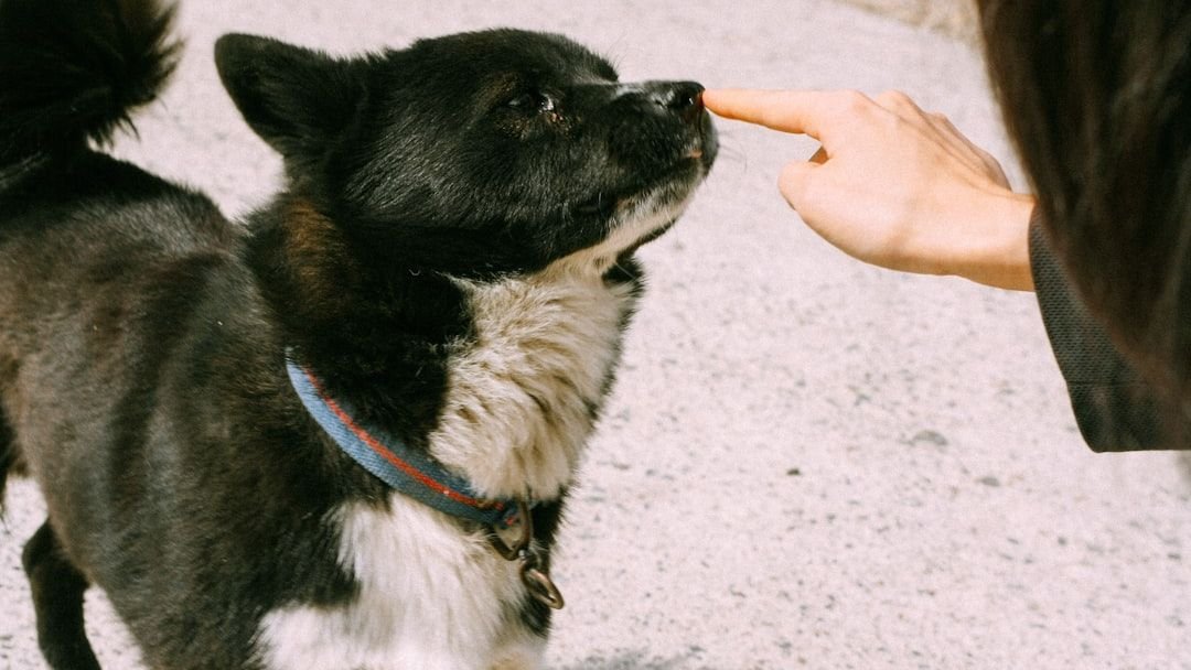 Your Dog's Nose Knows: The Amazing World They Experience Through Scent