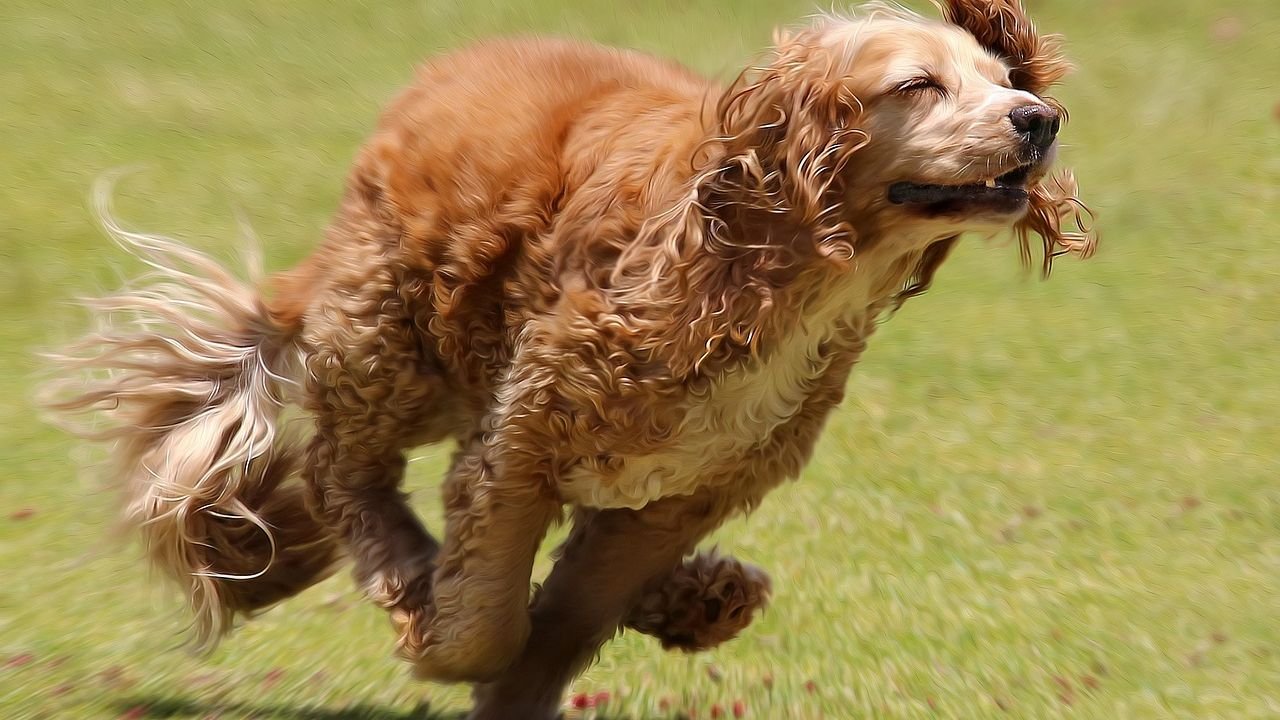Your Dog's Playtime Is Essential for Their Happiness and Well-being