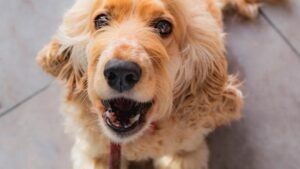 Beyond the Bark: Understanding Your Dog's Vocal Communications