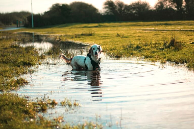 Macomb County animal rescue left with severe flooding: "It was just crazy"