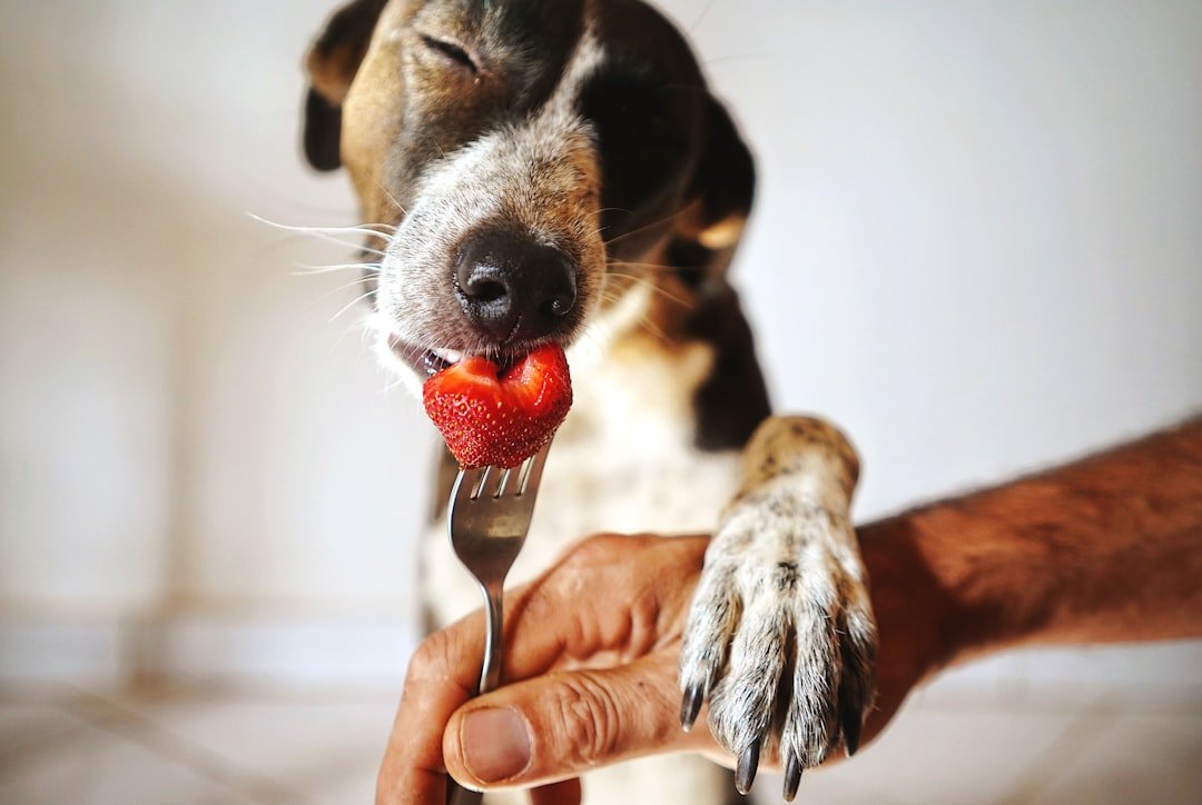 Are Strawberries Safe for Dogs?