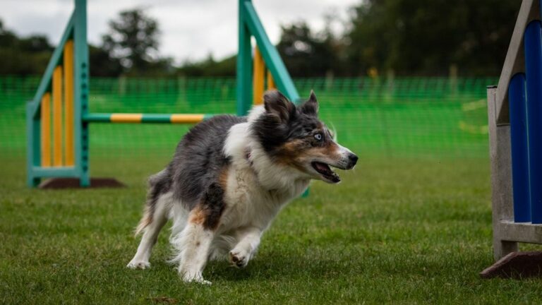 5 Simple Games to Keep Your Dog's Mind Sharp and Engaged