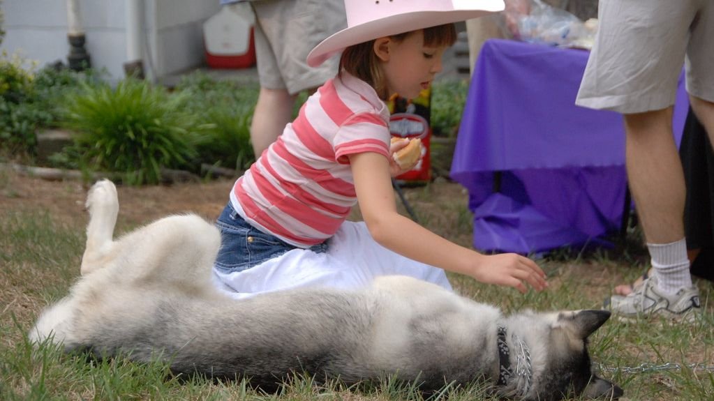 10 Essential Commands Every Dog Should Know for Safety and Harmony