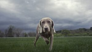 12 Everyday Sounds That Can Cause Your Dog Anxiety (And How to Help)