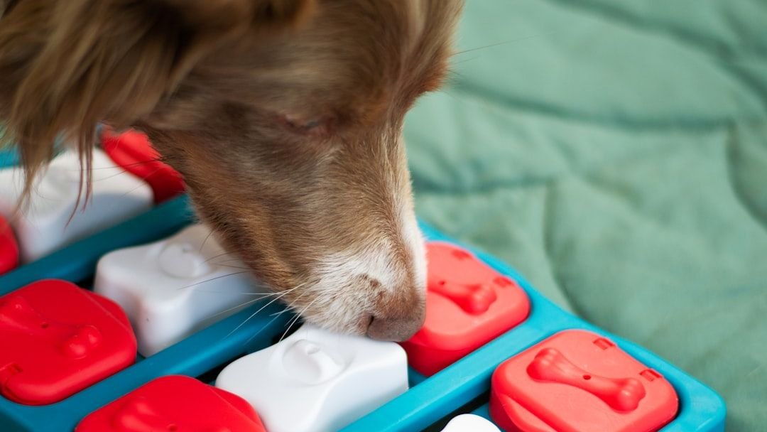 7 Clever Ways to Keep Your Dog Mentally Stimulated Indoors This Winter