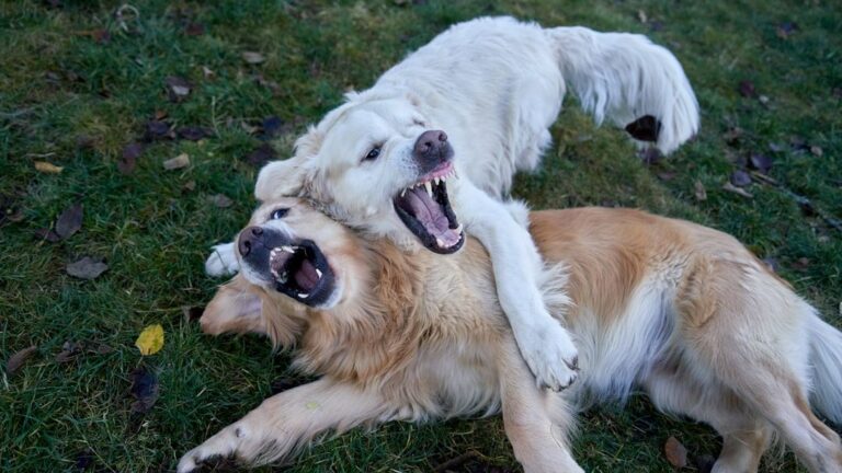 That Growl Isn't Always Aggression: Decoding Your Dog's Warning Signals