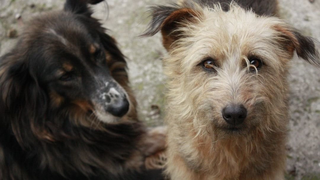 Forget the Breed Stereotypes: Every Dog is an Individual with Unique Needs