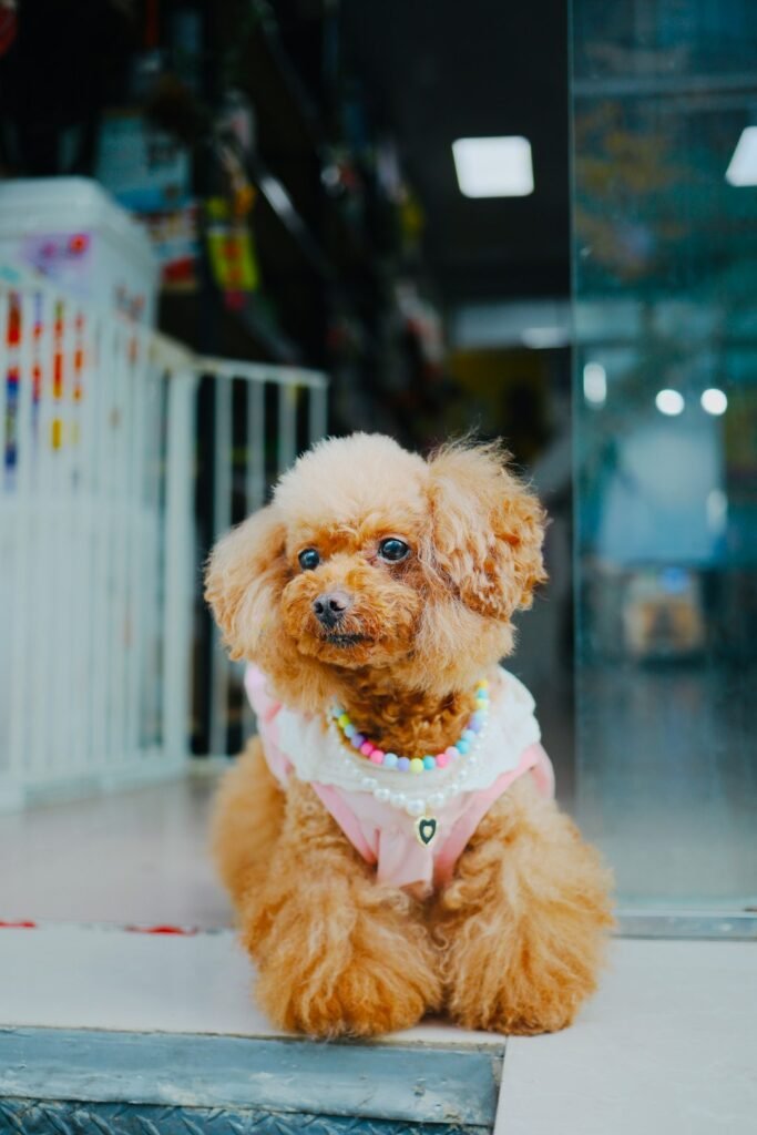 Updated Rules for Importing Pet Dogs into the US