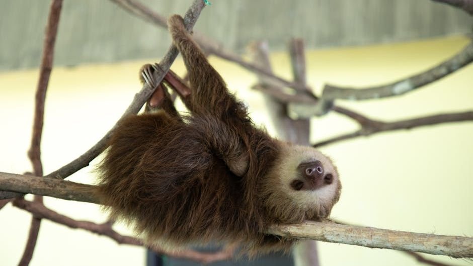 Sloth René Stuns Rescuers with Miracle Recovery from Shattered Arm