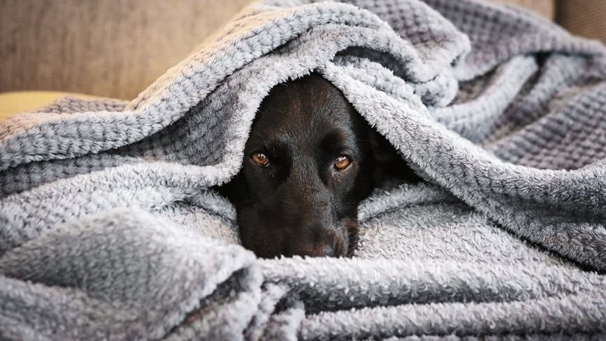 8 Clever Hacks to Keep Your Dog Calm During Loud Summer Storms
