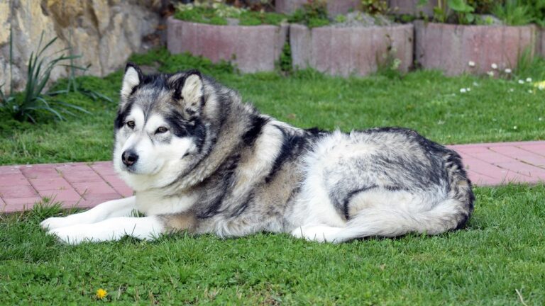 10 Dog Breeds That Are Surprisingly Independent (And Still Love Cuddles!)