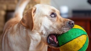 12 Everyday Hacks to Make Your Home a Happy Haven for Your Furry Friend